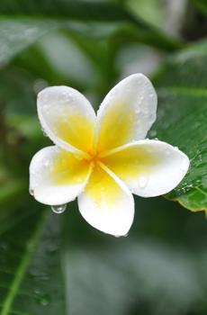 鸡蛋花手机壁纸-3