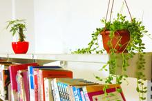 居室里的小盆景图片