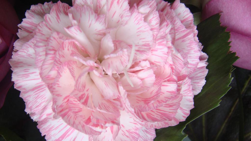 母亲节康乃馨高清图片