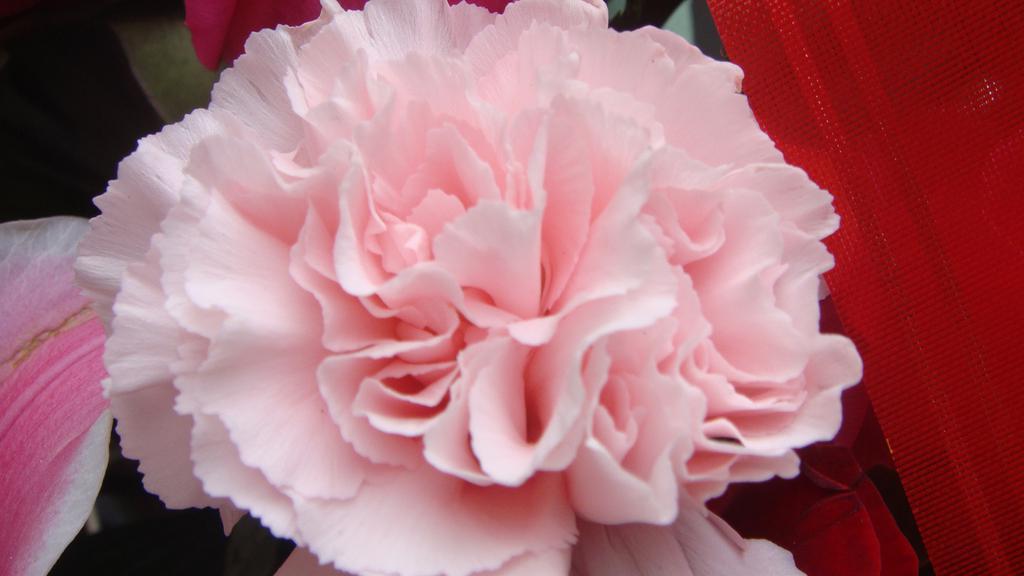 母亲节康乃馨高清图片