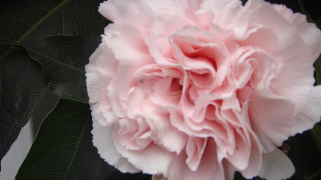 母亲节康乃馨高清图片