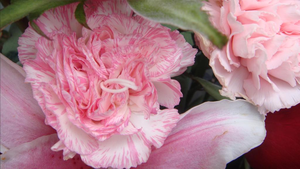 母亲节康乃馨高清图片