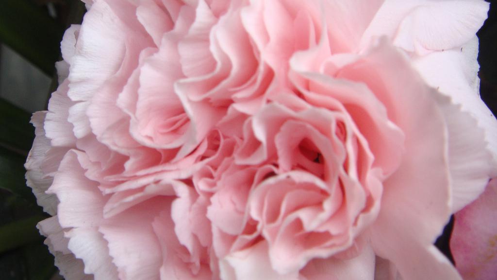 母亲节康乃馨高清图片