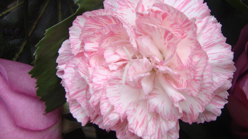 母亲节康乃馨高清图片