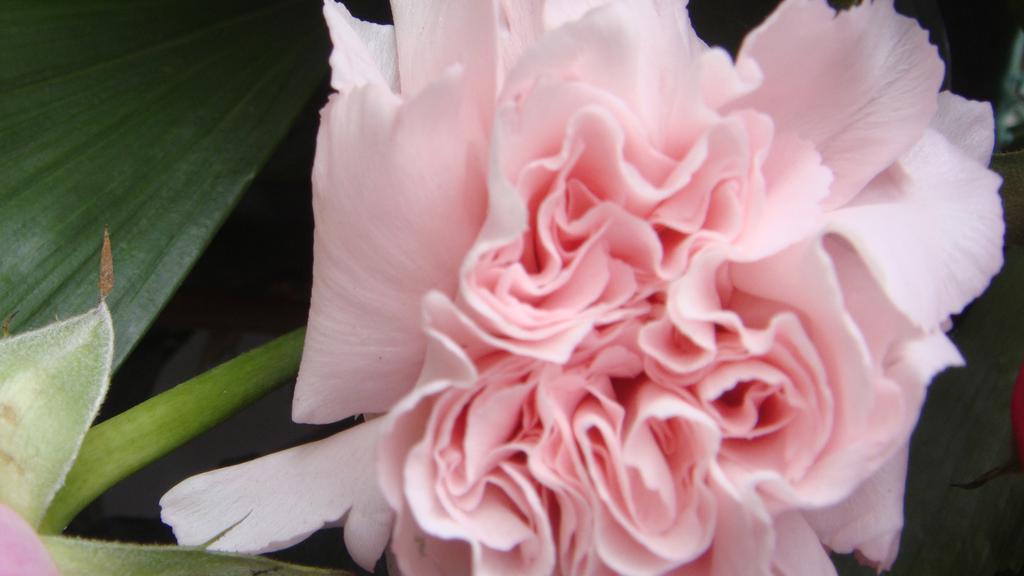 母亲节康乃馨高清图片