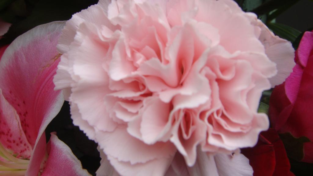 母亲节康乃馨高清图片