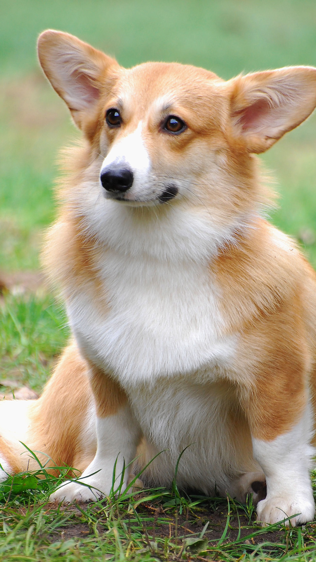 天然呆萌柯基犬萌手机壁纸