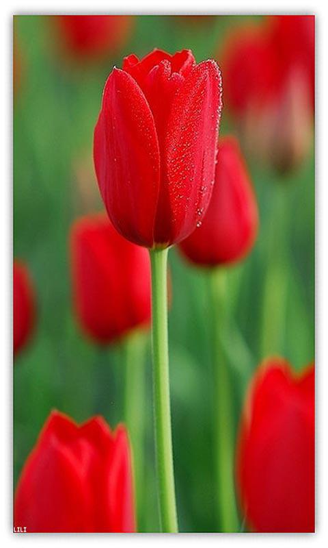 郁金香浪漫手机壁纸