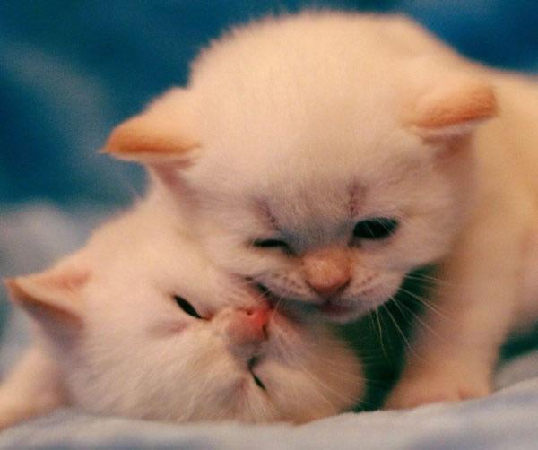 卖萌喵星人图片