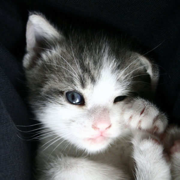 卖萌喵星人图片