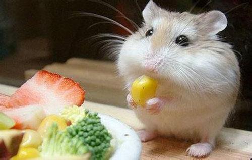 超萌小仓鼠图片