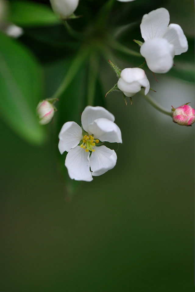西湖海棠花清新唯美手机壁纸
