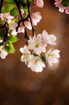 西湖海棠花清新唯美手机壁纸