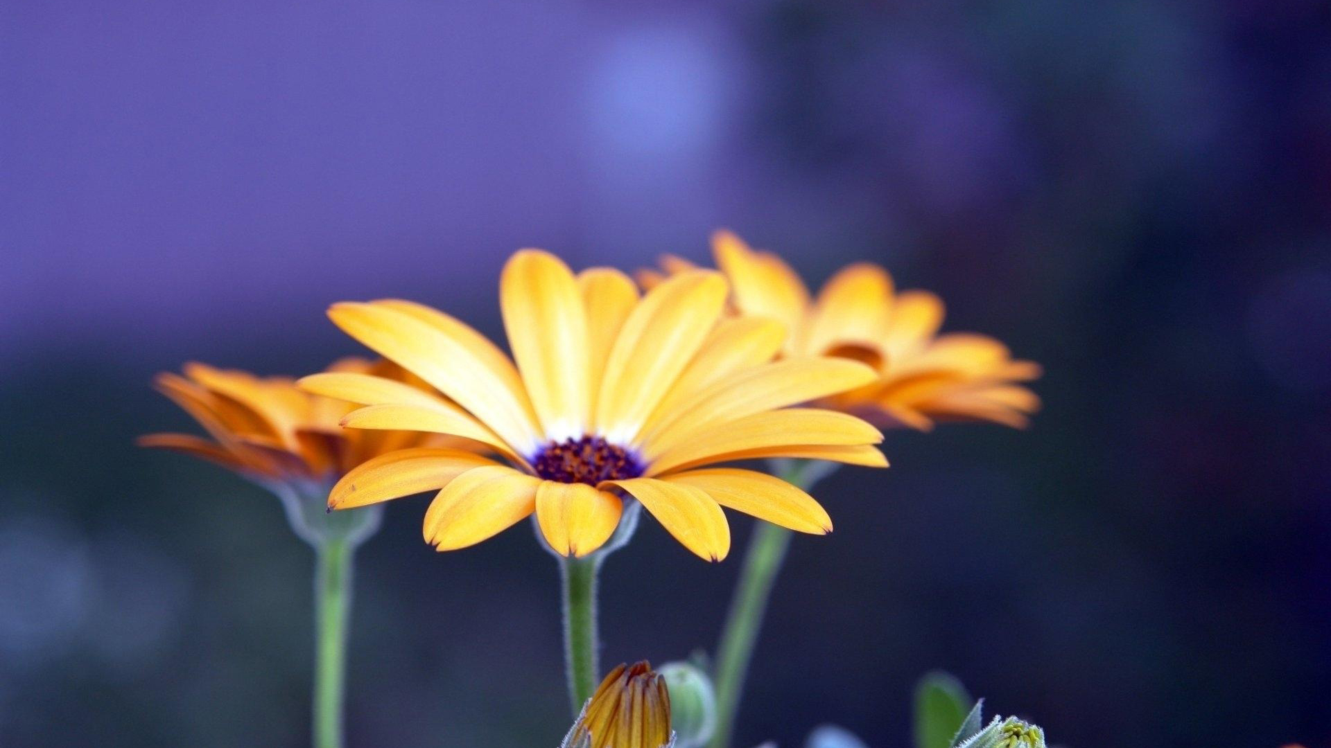 非洲菊花卉桌面壁纸