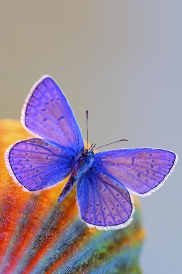 清新唯美的蝴蝶手机壁纸