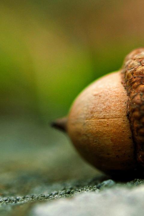 橡子可爱清新手机壁纸