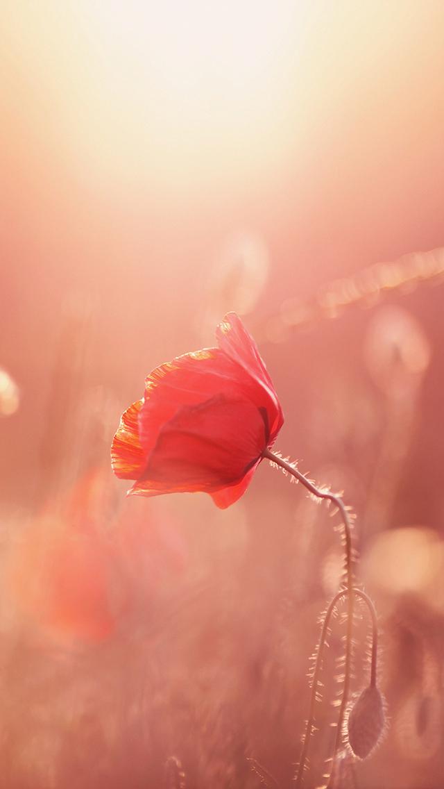 妖艳的虞美人手机壁纸