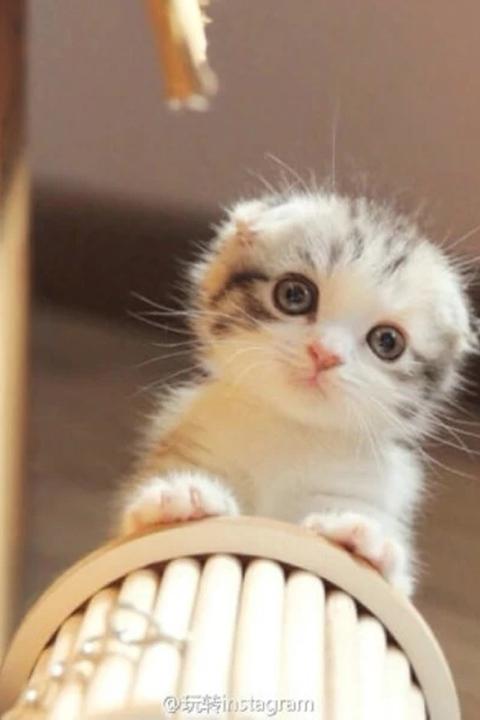 憨态可掬的小猫咪萌手机壁纸
