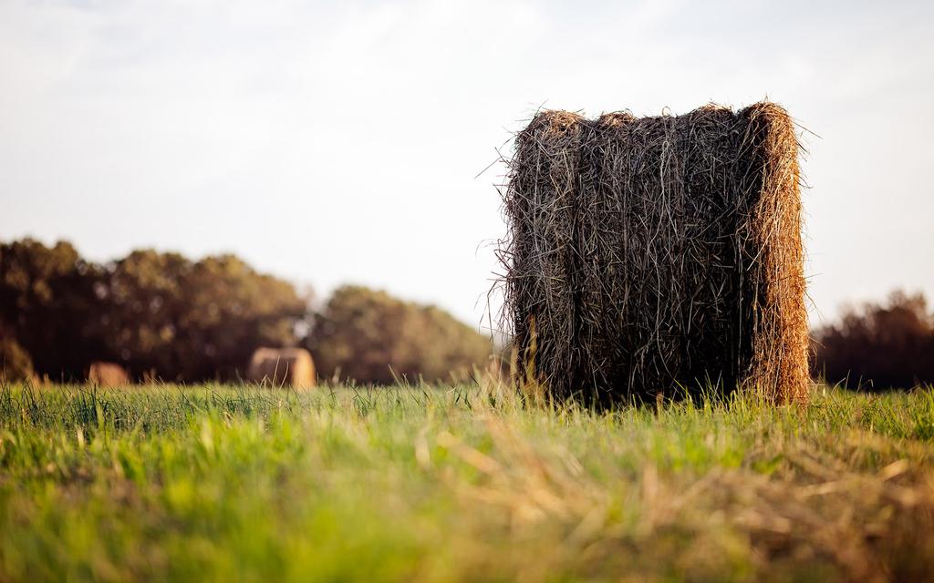 阳光下唯美意境壁纸