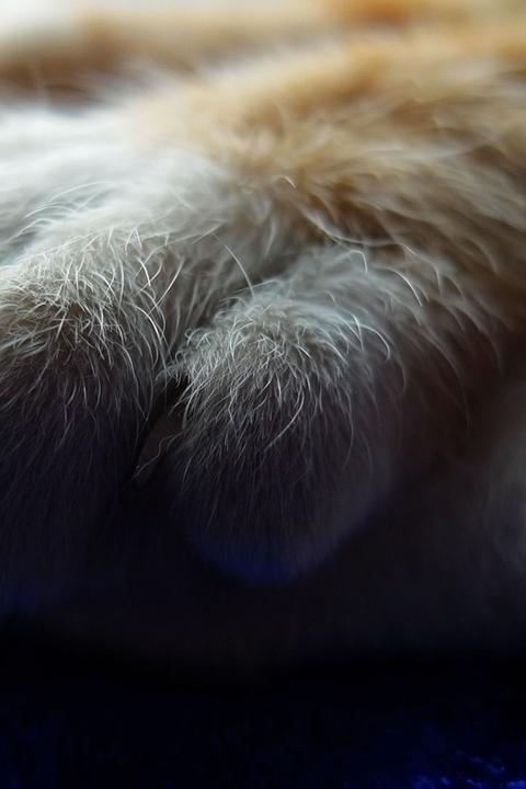 可爱猫爪简直萌手机壁纸