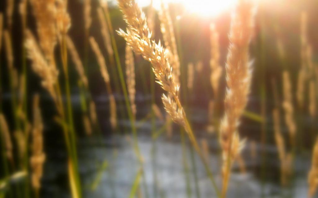 那一抹温暖阳光壁纸