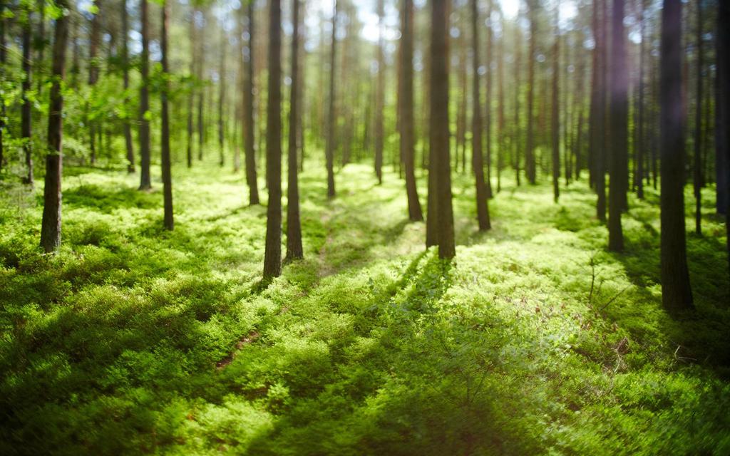 透过阳光的温暖壁纸