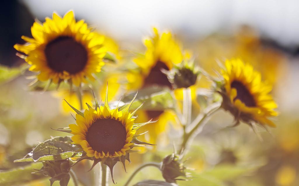 温暖阳光向日葵壁纸