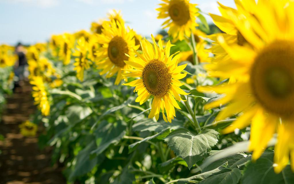 温暖阳光向日葵壁纸