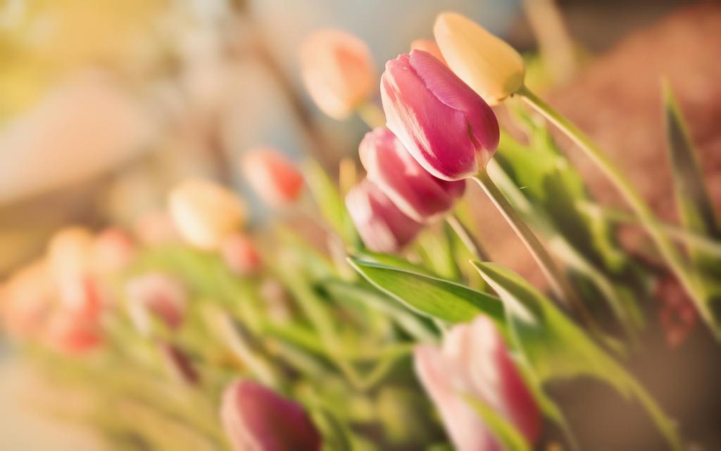 在阳光温暖的春天壁纸