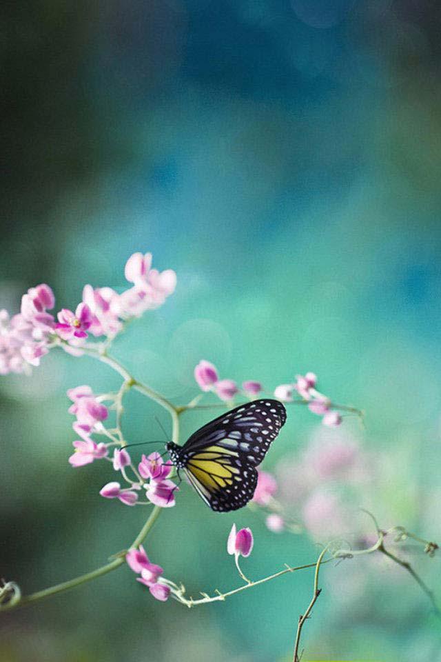微距下的小生物们手机壁纸