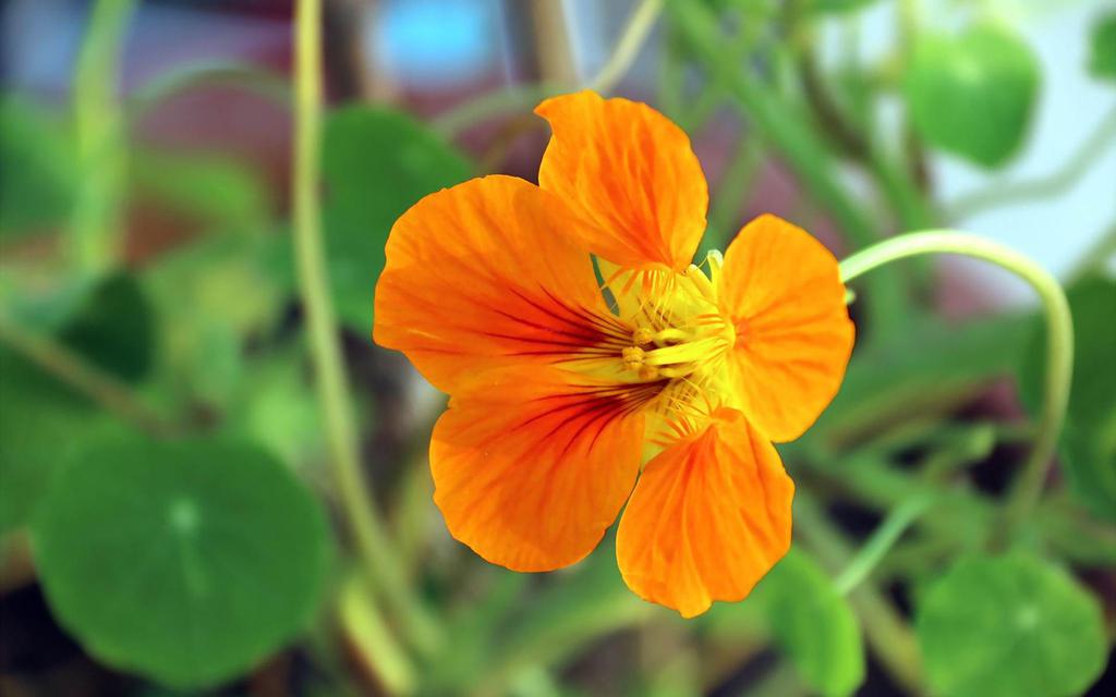 旱金莲高清壁纸