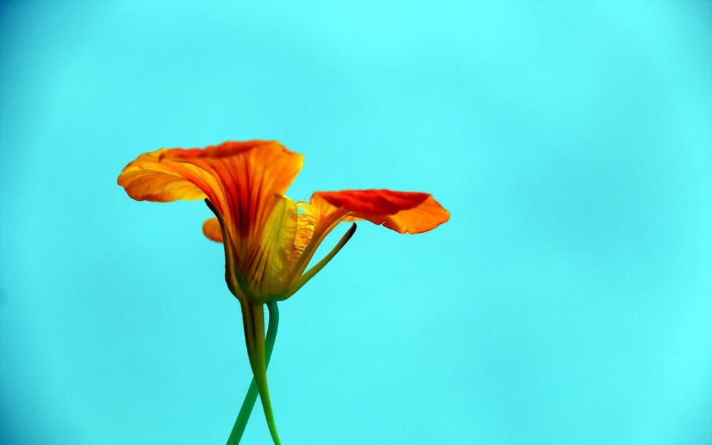 旱金莲高清壁纸