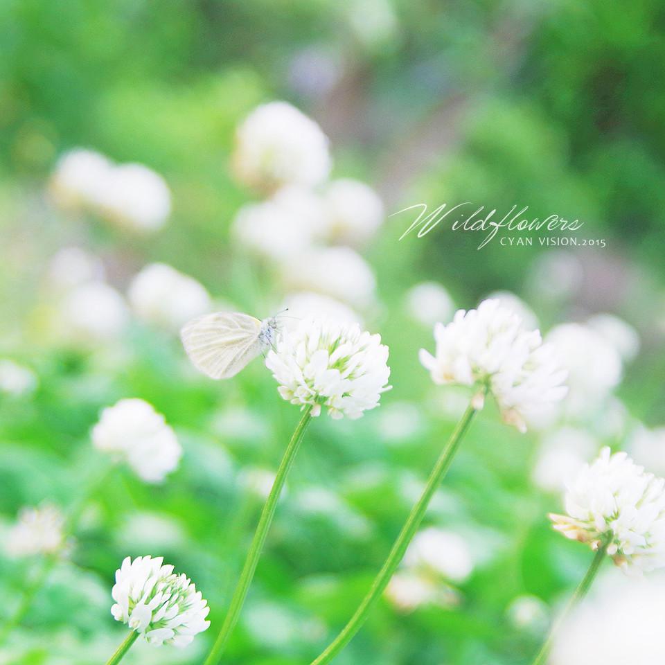 路边的野花图片