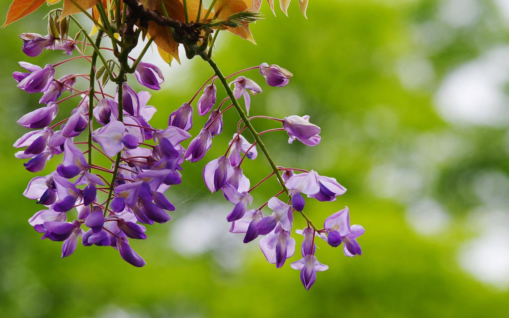 紫藤花卉桌面壁纸