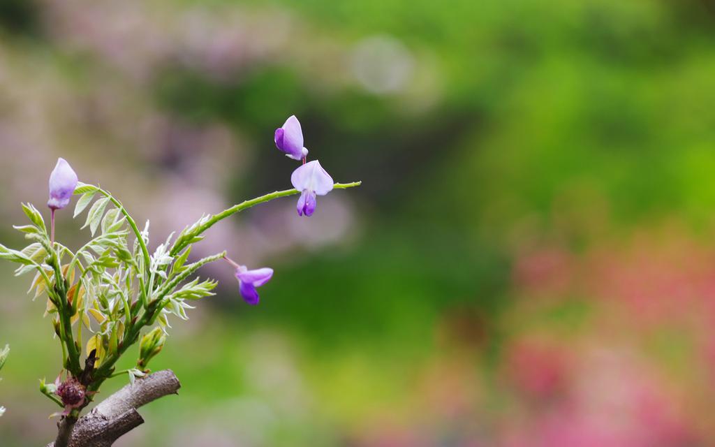 紫藤花卉桌面壁纸