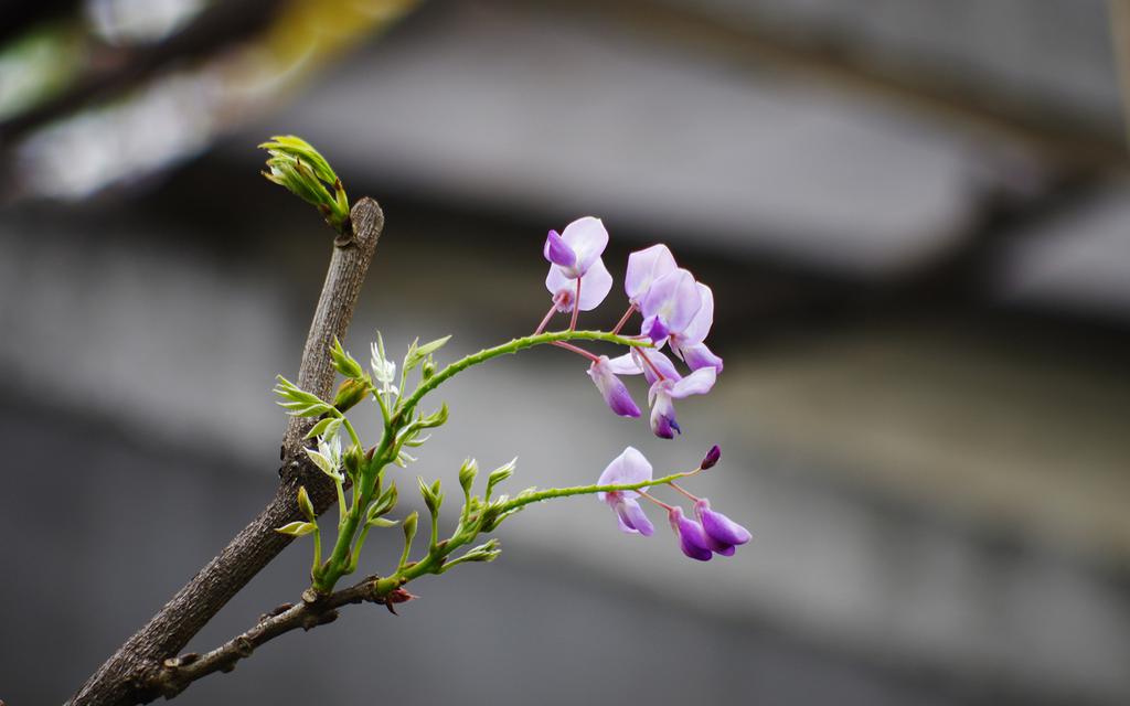 紫藤花卉桌面壁纸