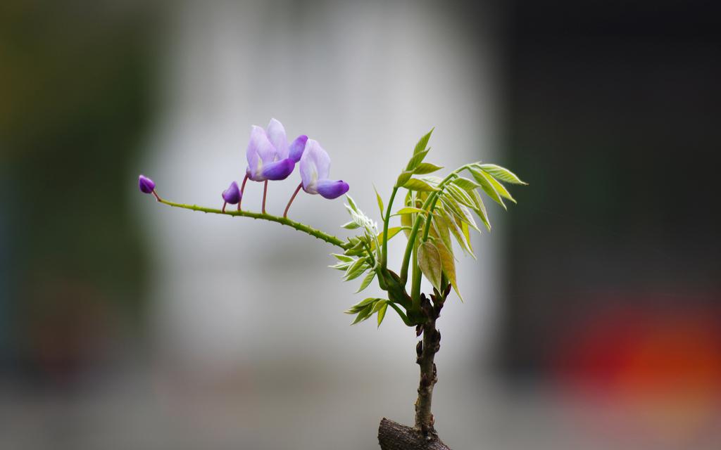 紫藤花卉桌面壁纸