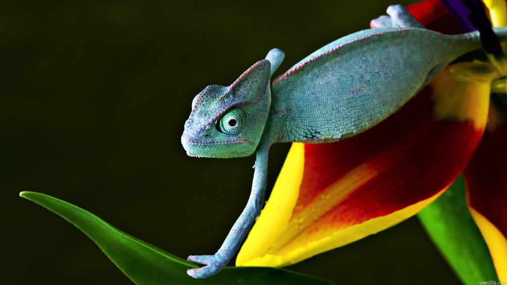 稀有的变色龙图片壁纸