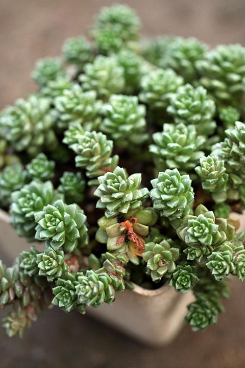 小小可爱的多肉植物唯美手机壁纸