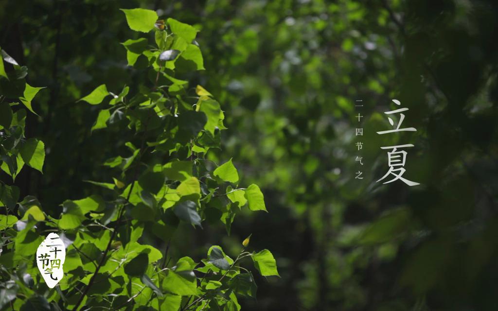 24节气之立夏桌面壁纸