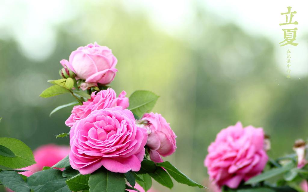 凉爽惬意立夏桌面壁纸