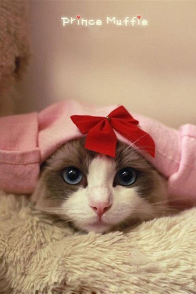 布拉多尔猫超萌可爱手机壁纸