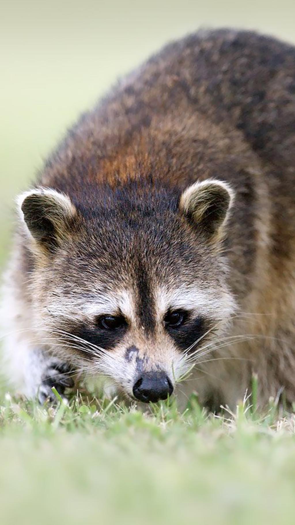 小浣熊萌化手机壁纸