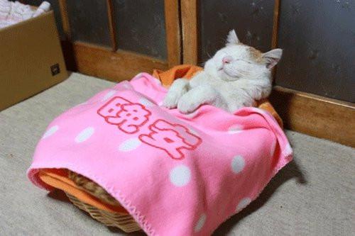 可爱小动物对你说晚安图片