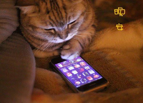 可爱小动物对你说晚安图片