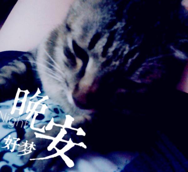 可爱小动物对你说晚安图片