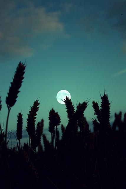 唯美月亮晚安图片