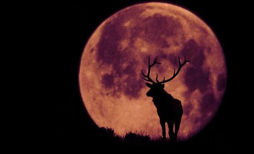 唯美月亮晚安图片