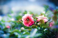 植物特写摄影唯美高清壁纸