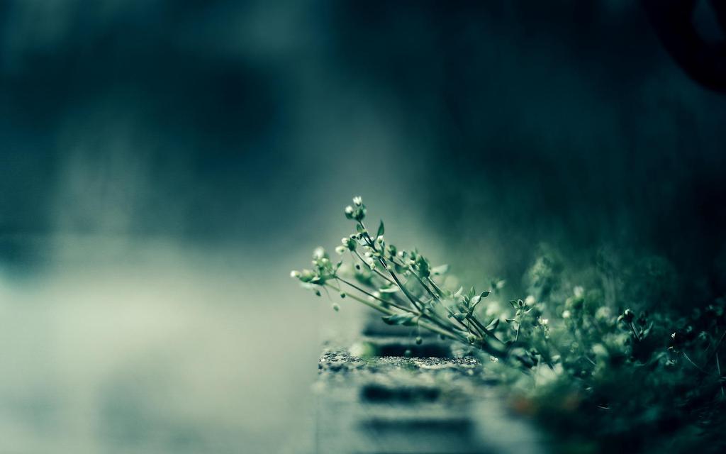 植物特写摄影唯美高清壁纸